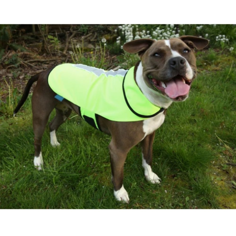 🥳HP! LED Dog Jacket - Picture 4 of 10